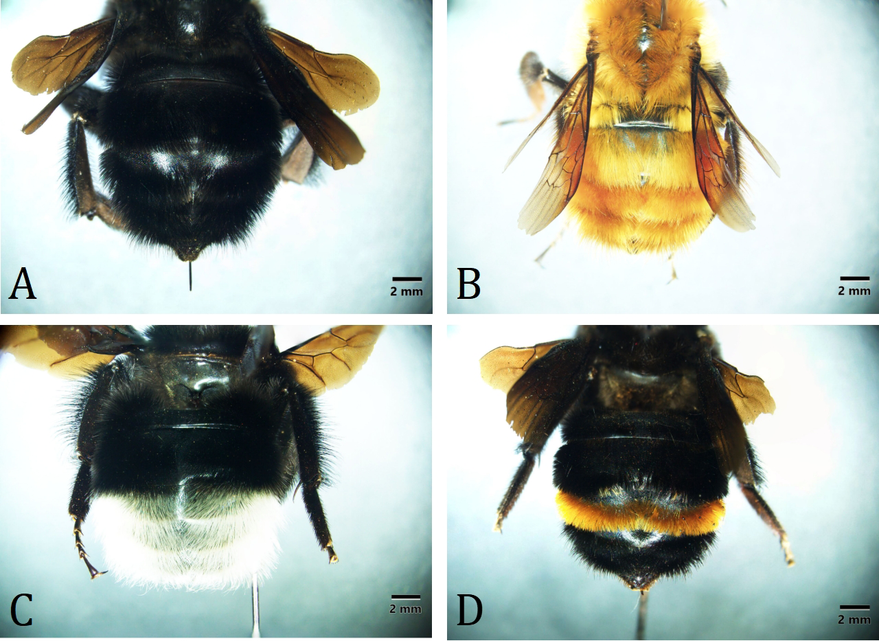 Figure 1: Abdomen color pattern of B. pullatus (A), B. ephippiatus (B), B. volucelloides (C) and B. mexicanus (D).
