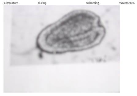 Figure 1: Aspect of planulae larvae.