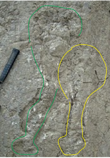 Figure 3: Ordinate distribution of Rugosa. Bothe specimens are noted on green and yellow colour.