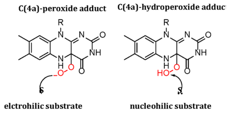 Figure 2: Most Common Flavin-Oxygen Adducts in Flavin Monooxygenases Flavin reduction occurs in one of the three general ways illustrated in Figure 3. The reduced flavin then reacts with molecular oxygen to generate a highly reactive adduct that monooxygenates the organic substrate of the FMO. Please note only the two most common adducts are shown for clarity. Additional adducts are extensively reviewed in [2,6].