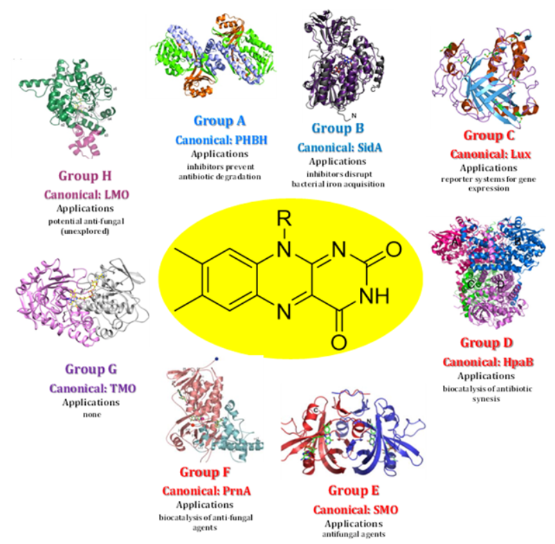 Figure 4: Structure and Application of Each Flavin Monooxygenase Group Structures shown are for the most studied enzymes of each group which is not necessarily the one most extensively used for biomedical applications. Those can be found Table 1 and the main text. Coloring of group names correspond to Figure 3 showing the general FMO types. Abbreviations and PDB IDs are as follows: a) PHBH: p-hydroxybenzoate hydrolase (PDB ID: 1pbe b) SidA: siderophore A (PDB ID: 4B63) c) Lux: bacterial luciferase (PDB ID: 1luc) d) HpaB: p- hydroxyphenylacetate 3-hydroxylase (PDB ID: 2jbt) e) SMO: styrene monooxygenase (PDB ID: 3ihm) f) PrnA: tryptophan 7-halognease (PDB ID: 2aqi) g) TMO: tryptophan-2-monoooxygenase (PDB ID:4iv9) h) LMO: lactae-2- monooxygenase (PDB ID: 6DVI)