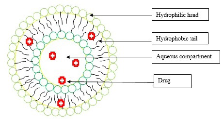 Figure 1: Structure of niosomes showing hydrophilic head, hydrophobic tail and aqueous compartment.