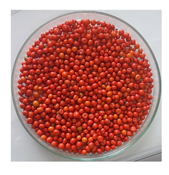 Figure 4: Fully mature colored berries of DTWr-1 preferred by Red-Vented Bulbul.