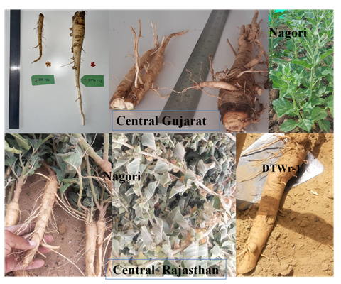 Figure 5: Comparative root performance under different Phyto-geographic regions.