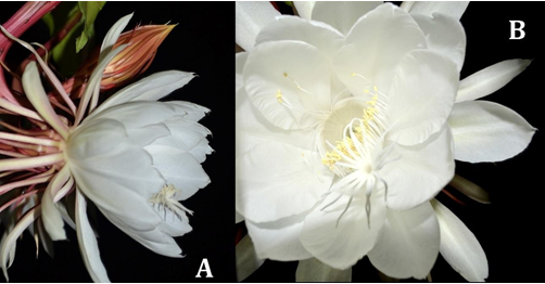 Figure 1: Flower of _Epiphyllum oxypetalum_ (DC) Haw. A). Side view; B). Front view.