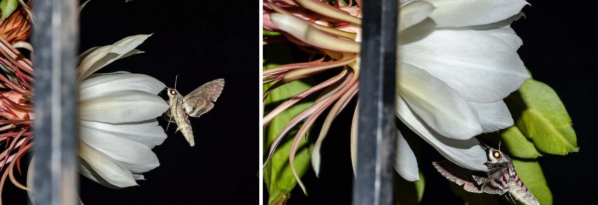 Figure 2: Two angles of the flower Epiphyllum oxypetalum (DC) Haw, with one of its pollinators, the moth Agrius cingulata (Fabricius, 1775). Location: Caracas, Venezuela.