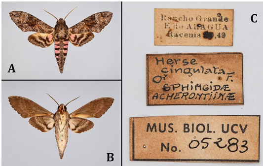 Figure 3: Agrius cingulata (Fabricius, 1775) ♂. A) dorsal view; B) ventral view; C) label data. Locality, collector and date of collection: Rancho Grande, Aragua state, Venezuela; Racenis; 22-VIII-1949. Wing expansion: 81.41 mm; body length: 43.49 mm. Specimen belonging to the Colección of the Museo de Biología de la Universidad Central de Venezuela (MBUCV).