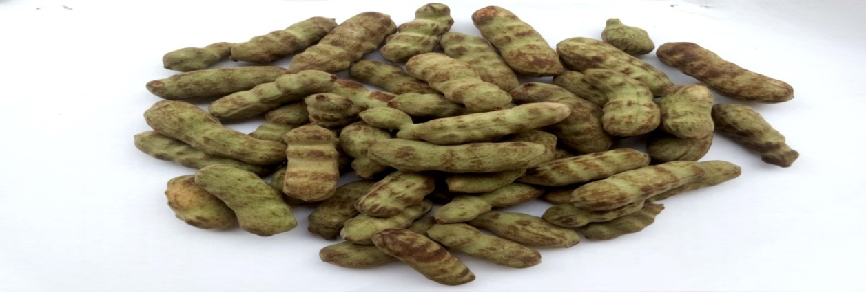 Figure 1: Unriped fruits of Dennettia tripetala.