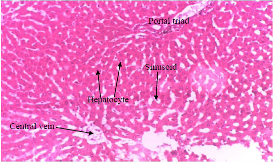 Figure 3: Photomicrograph of liver section of normal control rat (Group 1).