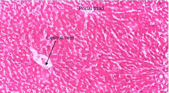 Figure 4: Photomicrograph of liver section of rat administered ethanolic extract of riped fruit of Dennettia tripetala (200mg/ kg) (Group 2).