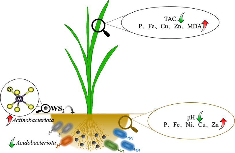 Figure 1: The soil-rice plant tissue relations of nanomaterials (metals or metal oxides) [1].