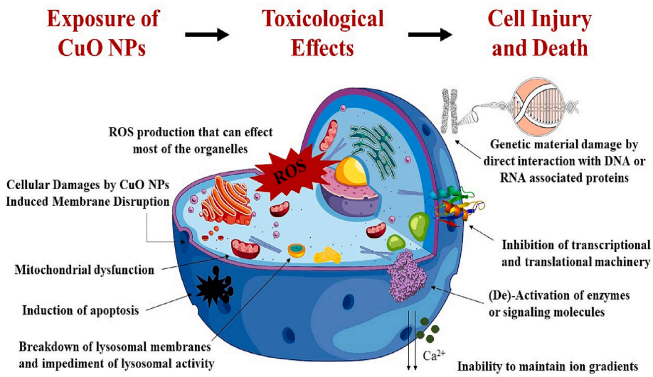 Figure 5: The overview of toxicological effects and steps induced by CuO nanoparticles [16].