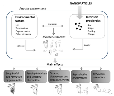 Figure 9: Majorly morphologic and ecologic distinguishes between micro-crustacean family (Cladocera and Copepoda) analysis done [48].