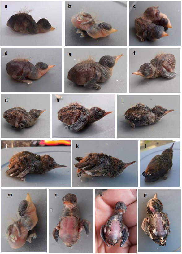 Figure 3: Copper-rumped Hummingbird Saucerottia tobaci feliciae nestling development sequence. Dorsal view: a–c, first nestling days (1–3 respectively): naked, eyes closed, bill yellow with red tip, skin dark above, reddish beige below; a cuff of brown neossoptiles on back; d, dorsal pterylae appear (day 5); e, feather papillae acuminate (day 8); f, eyes half-closed (day 9); g, most dorsal papillae acuminate (day 10); h, most dorsal papillae brush-like aspect and wing papillae enlarged (day 11); i, dorsal papillae slightly green with movement (day 13); j, nestling totally feathered (day 16); k, cooper rump appear (day 18); l, wing feathers fully developed (day 20). Ventral view: m, skin totally naked (days 1–5); n, pterylae appear (day 8); o, ventral papillae enlarged and acuminate (day 10); p, only natural ventral apteria visible, nestlings fully feathered; tail feathers brush- like aspect. Photos: C. Verea.