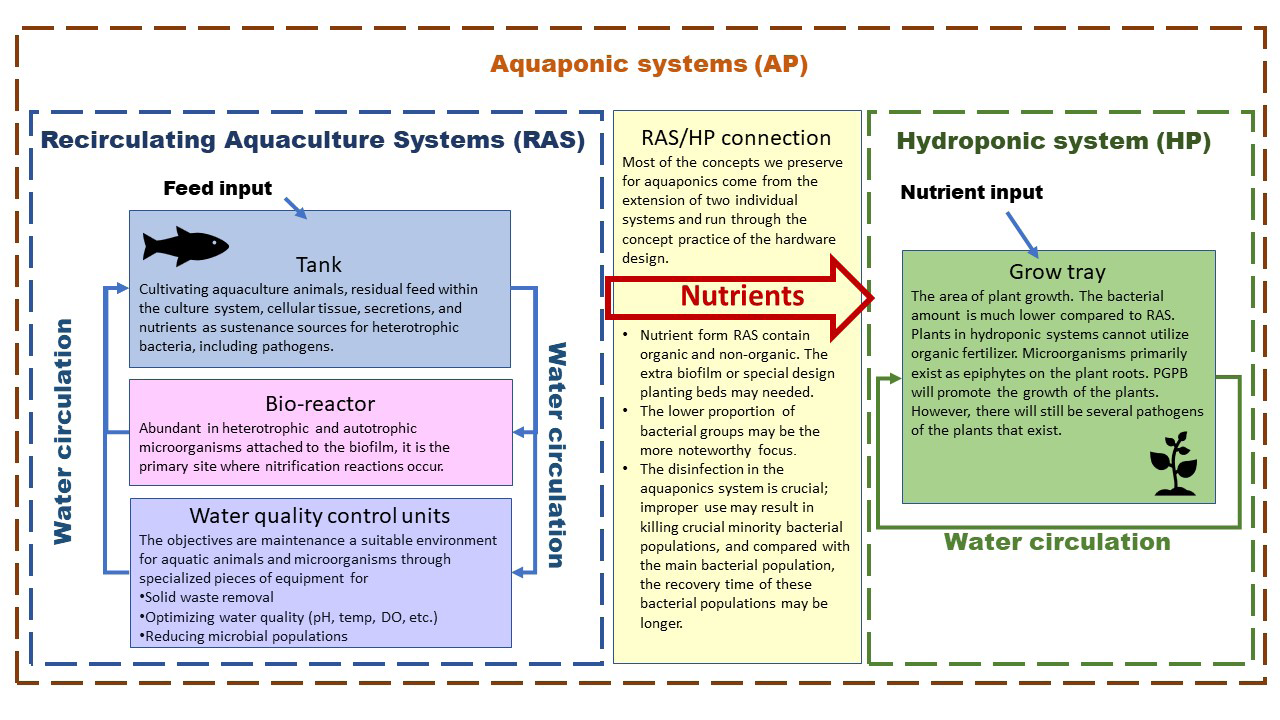 Figure 1: The role of the microorganism plays in the RAS, HP, and AP system.