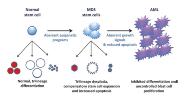 Figure 1: The MDS formation model and its progression.