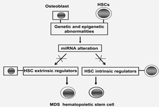 Figure 2: HSC dysfunction: In MDS pathogenesis, genetic and epigenetic abnormalities happen in HSCs and osteoblasts together that result in the deregulation of certain mi-RNAs in the cells which can follow by the subsequent HSC extrinsic regulators abnormal expression in osteoblasts or HSC intrinsic regulators in HSCs that can go to HSC dysfunction chiefly and MDS progression [1,16,21].
