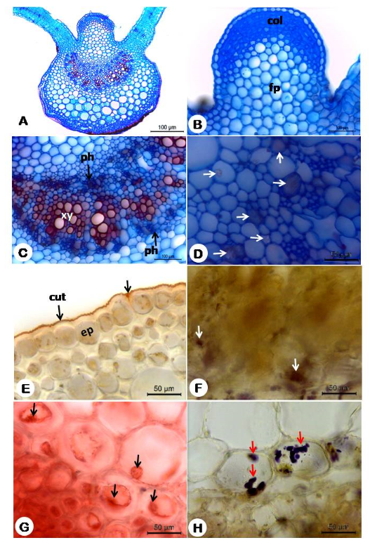 Figure 2: Anatomy and histochemical of the main ribs of Nicandra Physalodes. A. Overview of the ribs showing biconvex format; B. Detail of adaxial convexity by highlighting the angular collenchyma (Col); C. Detail of the bouncing vascular system highlighting external phloem (ph), xylem (xy) and internal phloem (ph). D. Detail of the vascular region highlighting prismatic crystals (arrows). E-H. Histochemical Tests: E. Positive reaction for lipids showing orange cuticle (arrow); F. Vascular region showing alkaloids; G.Proteins being evidenced in the parenchyma and vascular region (arrows); H. Endoderm showing starch grains (arrow).