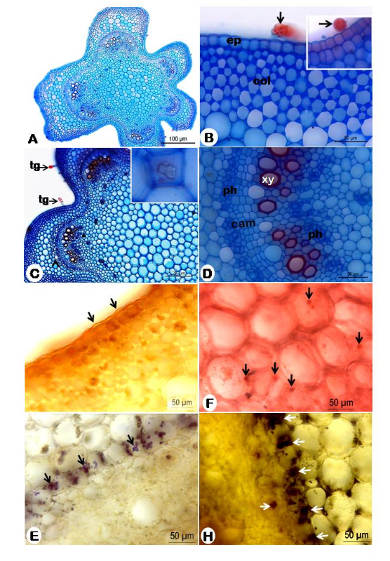 Figure 4: Anatomy and histochemistry of the stem of Nicandra physalodes. A. Overview of the stem showing irregular grooved pentagonal shape; B. Detail of the cortical region showing uniseriate epidermis (ep), glandular trichome (tg) and angular collenchyma (col), C. Wide view showing glandular trichomes (gt) in the epidermis, cortical region, vascular bundles (vb) and prismatic crystals; D. Detail of the vascular system, shown external phloem (ph) cambium (cam), xylem (xy) and internal phloem (ph). E-H Histochemical tests: E. Positive reaction for lipids, showing cuticle (arrow); F; Positive reaction for proteins (arrows); G. Starch grains in the endodermis; H. Positive reaction for alkaloids.