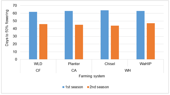Figure 8: Effect of farming systems on Days to 50% flowering for sorghum during the two seasons. The statistical analysis showed that there was significant difference (P ≤ 0.05) between the treatments in sorghum grain yield in the first season. CA gave the higher yield (3100 kg/ha), whereas the treatment of WLD resulted in the lowest grain yield (2622 kg/ha) compared to the other treatments as shown in (Table 1), while in the second season there was no significant difference between the treatments in grain yield, the higher yield recorded by CA (2190 kg/ha) and WLD gave the lowest yield (1523 kg/ha). However, there was significant difference between the total yield in the two season (P ≤ 0.05) and this difference was mainly due to low rainfall in the second season and late sowing of the crop on 5th August, as shown in Figure 6 whereas the CWR is higher than rainfall received during the critical stage of crop.