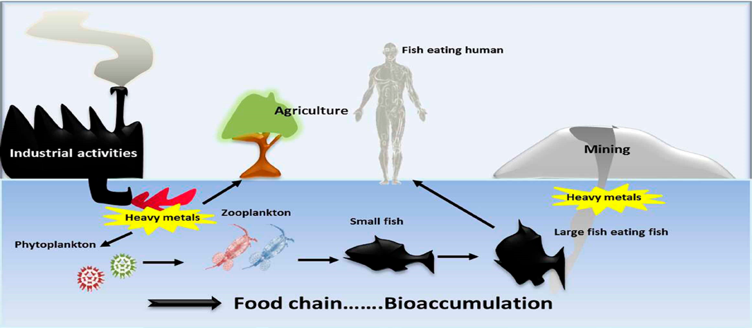 Figure 5: Bioaccumulation of heavy metals due to different activities and its effect on the food chain in the aquatic environment [66].