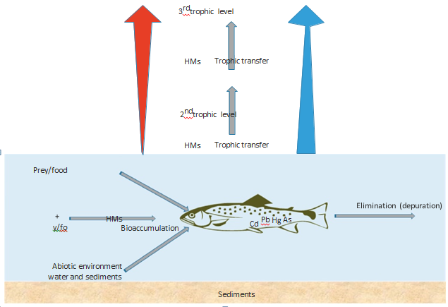Figure 6: Schematic diagram of heavy metals and how they are in the food chain [67].