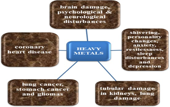 Figure 7: Effects of heavy metals on human health [128].