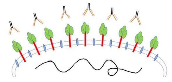 Figure 1: Schematic diagram of the Spike protein of SARS-CoV-2 on the virus surface and the antibody against it (the variable region of the heavy and light chains, marked in orange colour).