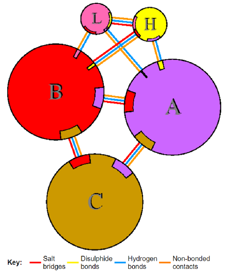 Figure 11: Interactions between the B and A chains of the HKU1 Spike protein and the heavy and light chains of the It28 antibody.