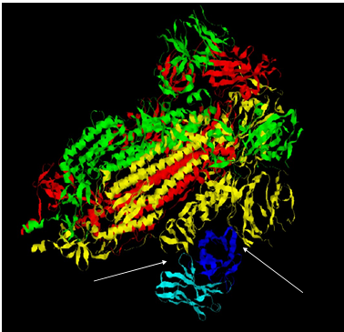 Figure 3: The It28 antibody (light and dark blue chains) binds to a cave-like enclosure of chain B of the Spike protein of Wuhan isolate (yellow-coloured chain), indicating a different epitope recognition than observed with 7BWJ.