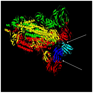 Figure 4: The It28 antibody (light and dark blue chains) binds with Chain A, B, and C of the Spike protein of Omicron variant. The interaction with Chain B (yellow- coloured) occurs near the caved region between Chain B and Chain C; similar to the interaction observed with the It28 and the Spike protein of the Wuhan isolate.