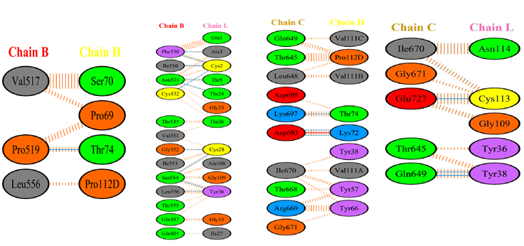 Figure 9: Details of the interactions between the amino acid groups of the C and B chains of the Spike protein in the Delta variant and the amino acids of the heavy and light chains of the It28 antibody.