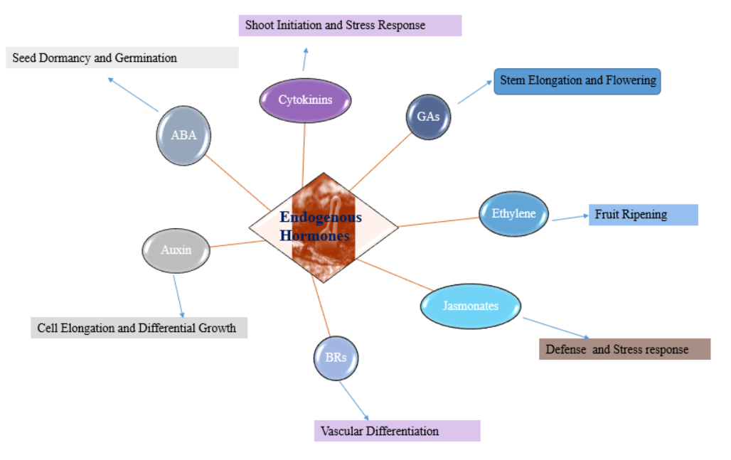 Figure 1: Primary Role of Endogenous Hormones.