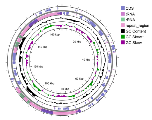 Figure 3: GC content of the B. diaphana cp genome. GC skew+ represent the content of G > C, and GC skrepresent the content of G < C.