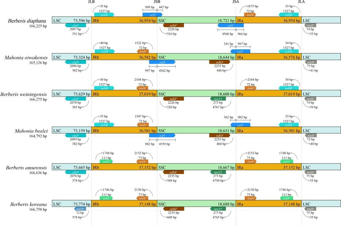 Figure 6: Comparison of the LSC, SSC, and IR regions among 6 selected cp genomes in the family Berberidaceae. Genes are denoted by colored boxes. The gaps between the genes and boundaries are proportional to the distances in bps.