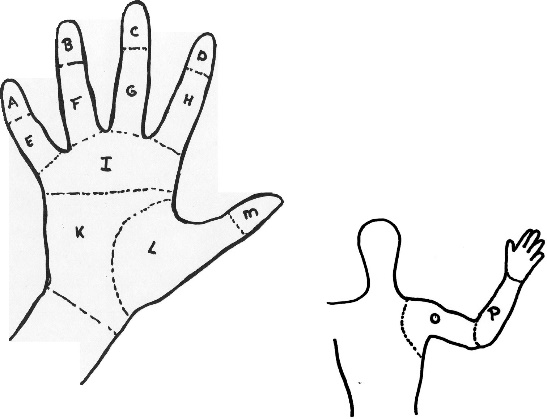 Figure 1: The map of the hand used to score the discomfort.
