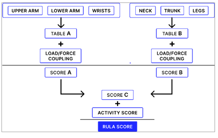 Figure 3: Classification of Risk according to RULA.