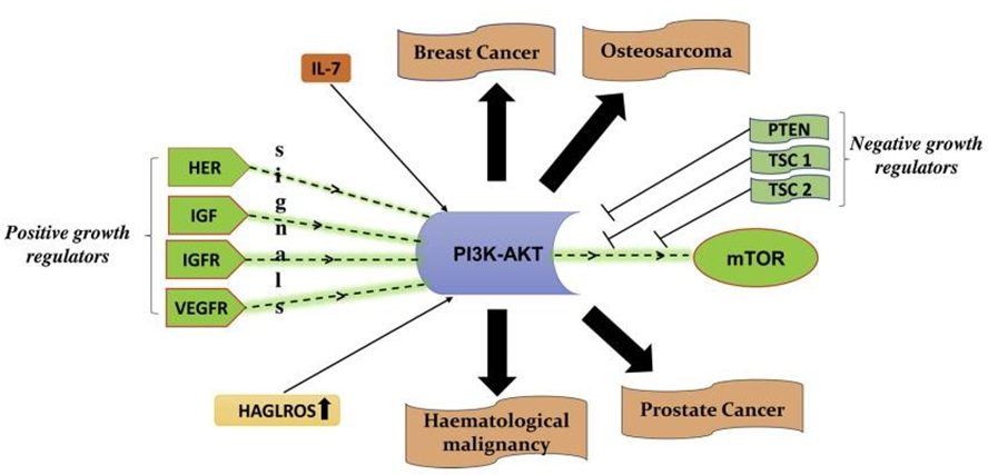 Figure 5: Positive and negative growth regulators of PI3K-Akt. IL-7 upregulated PI3K expression and promoted Akt- mTOR phosphorylation for the activation of the PI3K-Akt -mTOR signaling pathway. The HOXD antisense growth- associated long noncoding RNA (HAGLROS) overexpression alone can reduce the PTEN expression levels and HAGLROS overexpression alone can activate the PI3K-Akt-mTOR pathway.
