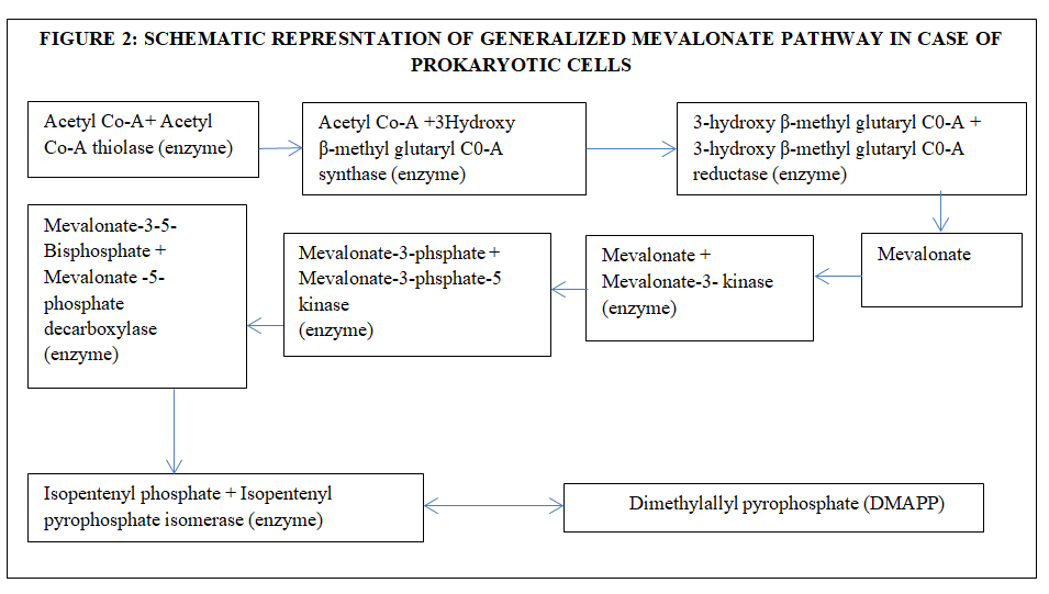 Figure 2: Schematic Representation of Generalized Mevalonate Pathway in Case of Prokaryotic Cells.