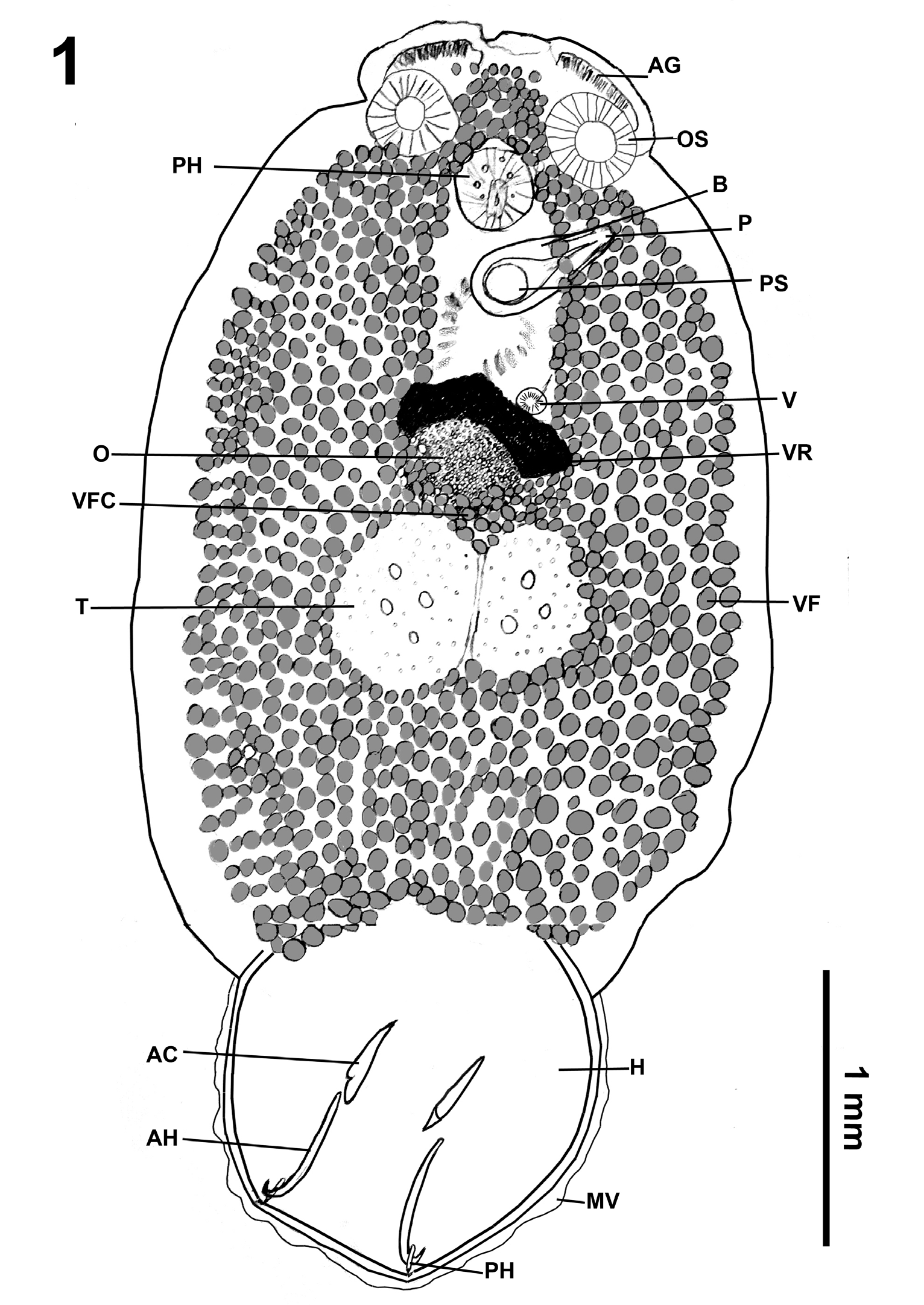 Figure 1: Total view of Pseudobenedenia coriicepsi sp. n. Abbreviations: AG – anterior glands, OS – oral sucker, PHA – pharynx, B – bursa, P – penis, PS –prostate sac, V – vagina, VR – vitelline reservoir, OV – ovary, VFC – vitellaria field commissure, T – testes, VF –vitellaria field, H – haptor, MV – marginal valve, AC – accessory sclerite, AH – anterior hamulus, PH – posterior hamulus.