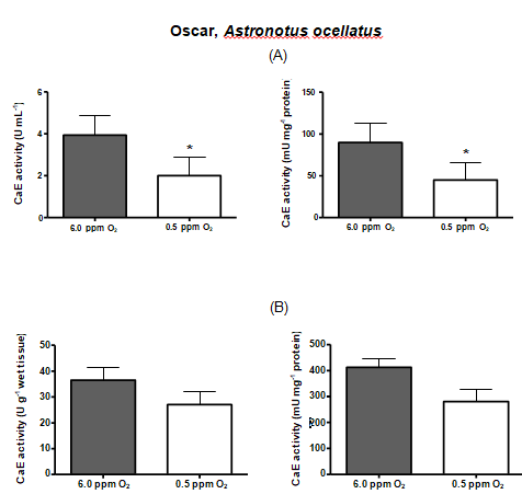 Figure 1: CarbE activity in serum (A) and liver (B) of oscar, Astronotus ocellatus, submitted to 24 h of hypoxia. Bars represent the mean ± S.D. * Denotes statistical significance (p < 0.05) from control after Student’s non-parametric “t” test.