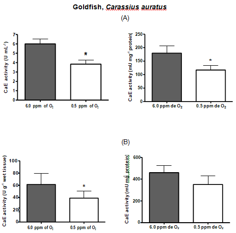 Figure 4: CarbE activity in serum (A) and liver (B) of goldfish, Carassius auratus, submitted to 8 h of hypoxia. Bars represent the mean ± S.D. * Denotes statistical significance (p < 0.05) from control after Student’s non-parametric “t” test.