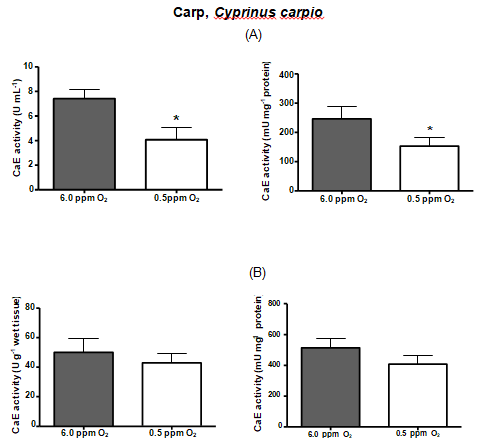 Figure 5: CarbE activity in serum and liver of carp, Cyprinus carpio, submitted to 24 h of hypoxia. Bars represent the mean ± S.D. * Denotes statistical significance (p < 0.05) from control after Student’snon-parametric “t” test.