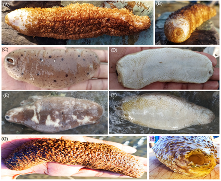 Figure 1: (A&B) Actinopyga lecanora; (C&D) Holothuria (Microthele) fuscogilva; (E&F) Holothuria nobilis; (G&H) Holothuria (Theelothuria) spinifera. (A,C,E,G) Dorsal view; (B&H) cloacal region representing fiver arms; (D,F) Ventral view.