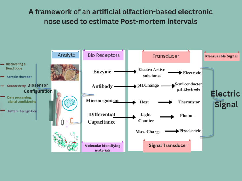 Figure 2: A Framework of an Artificial Olfaction-Based Electronic Nose used to Estimate Post-Mortem Intervals.