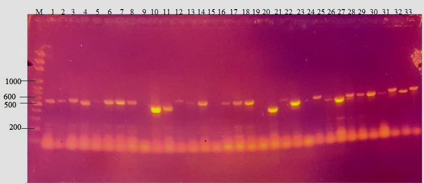 Figure 1: Agarose gel (1.5%) electrophoresis showing 450-550bp PCR amplified products of a segment of β-tubulin gene of some fungal isolates. Lane M: Marker, Lane 1-33: Fungi isolate.