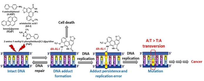 Figure 1: Showing DNA Adduct formation and its effect [14].
