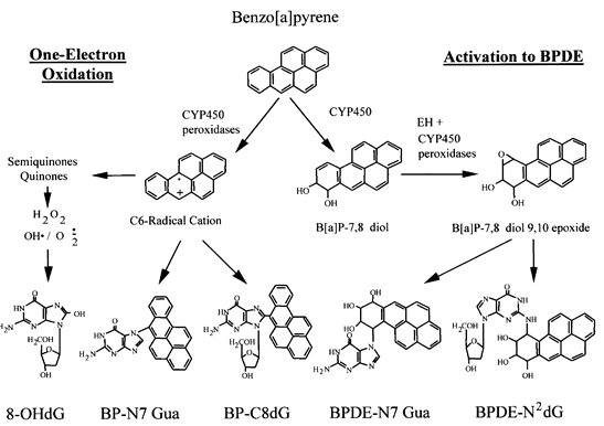 Figure 2: Showing the method of changes in one of the PAH, Benzo[a]pyrene, through some metabolic pathways for causing DNA damage through two methods [16].