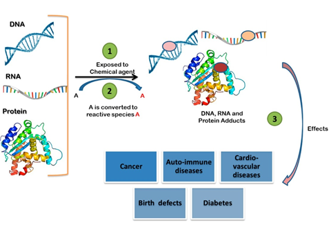 Figure 3: Showing how adduct is formed from exposure to various chemical agents in DNA, RNA and Protein in causing diseases in human [17].