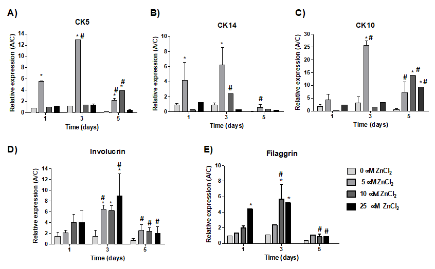 Figure 6: Relative expression of epidermal markers by qPCR. Cells were cultured in the absence or presence of different concentrations of Zn2+ ions (5.0; 10 and 25 μM) in the form of ZnCl2. Expression was normalized by the constitutive gene GAPDH. *Different in comparison to the control of the same period (ρ<0.05). Different in comparison to the same concentration in different periods.